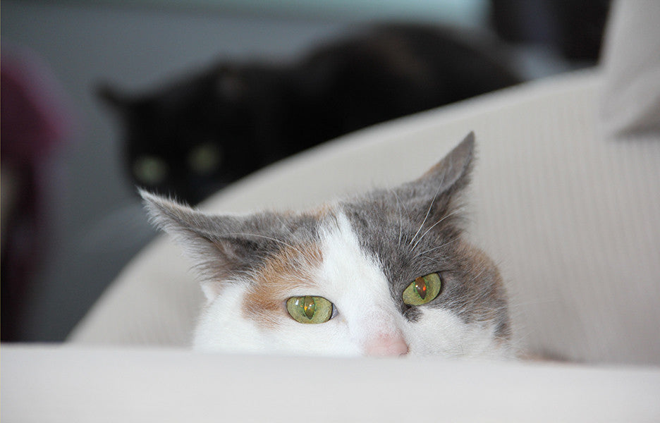 Fat cat with another cat in background.