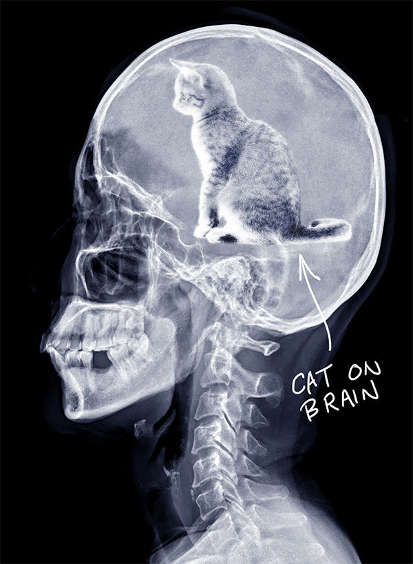 "Cat On Brain" Black Tee for him - Skinny Pete's Catnip