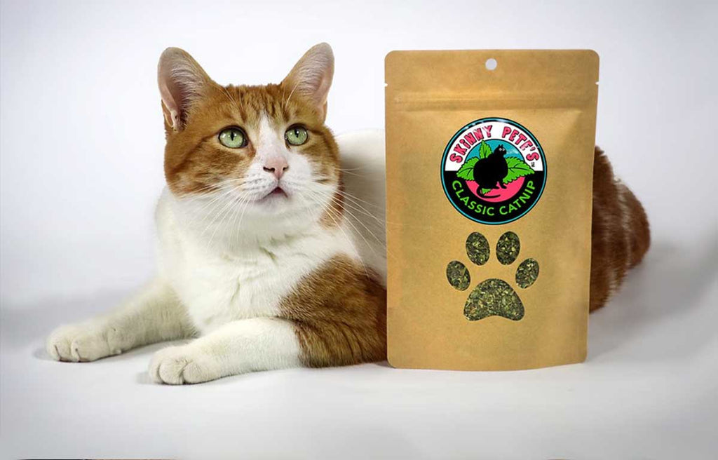 ginger cat posing with Skinny Pete's Classic catnip packet.