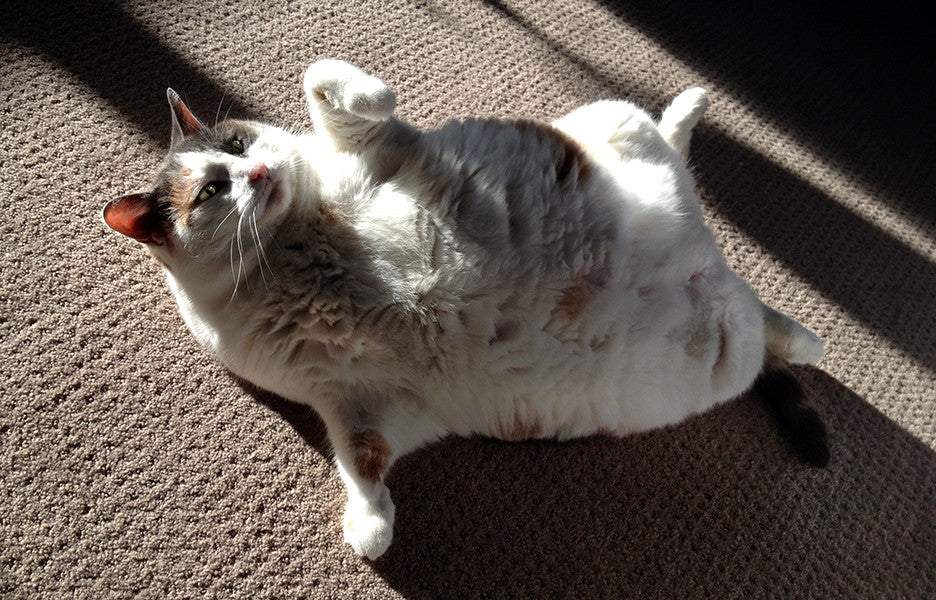 Very fat cat named "Skinny Pete".