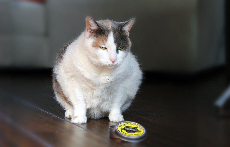 Fat cat enjoying Skinny Pete's gourmet catnip in tin.